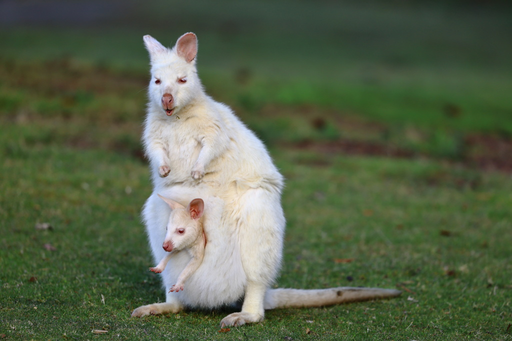 White Wallaby③