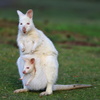 White Wallaby③