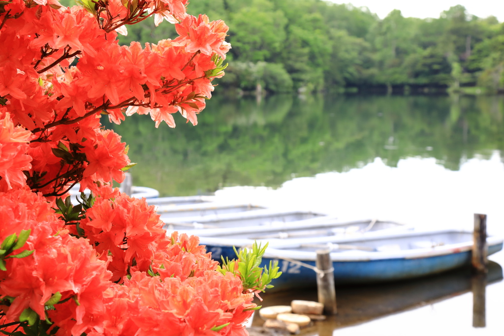 山躑躅（湯ノ湖）