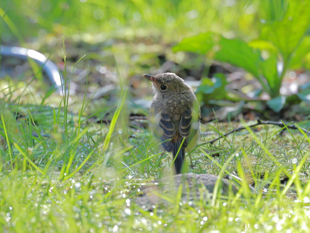 ジョウビタキ幼鳥 III （山梨県）