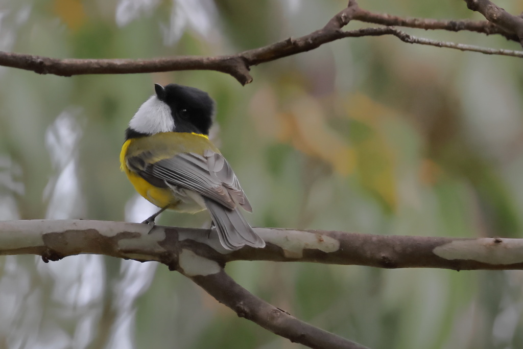 Australian Golden Whistler①