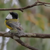 Australian Golden Whistler①