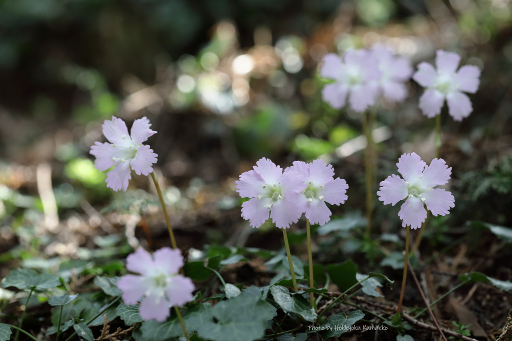 光にせいぞろい（那珂川 富山）