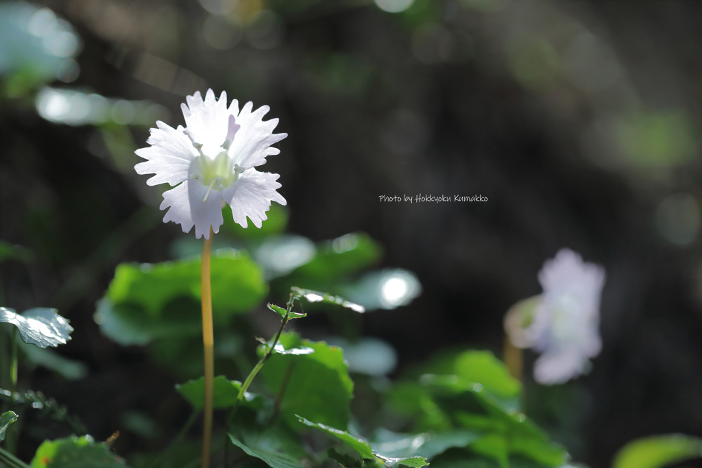 transmitted light（イワウチワ 那珂川 富山地区）