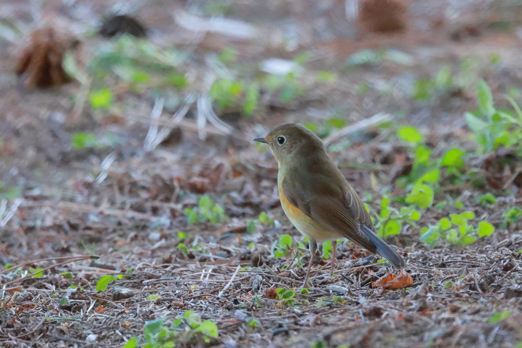 瑠璃鶲（ルリビタキ）♀