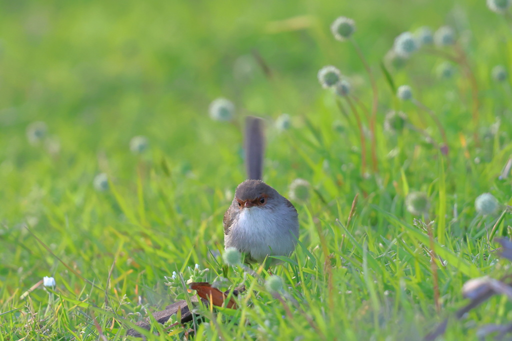 Superb Fairywren ♀