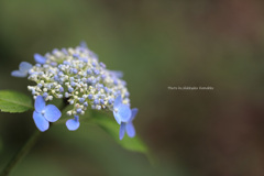 玉紫陽花（赤城自然園）