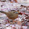 ガビチョウ