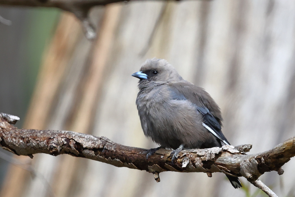 Dusky Woodswallow②