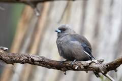 Dusky Woodswallow②