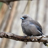 Dusky Woodswallow②