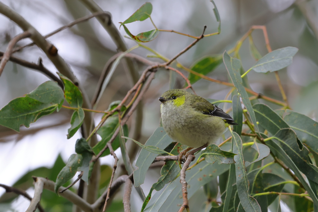 Forty-spotted Pardalote（ミドリホウセキドリ）