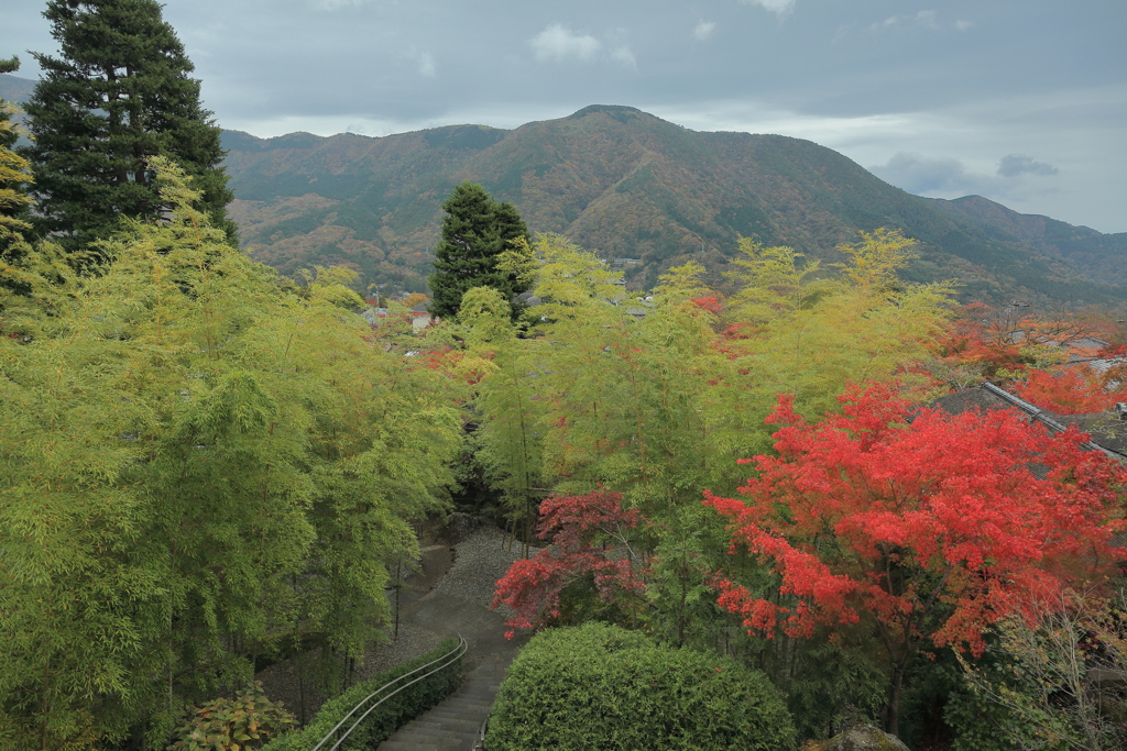 竹林と紅葉