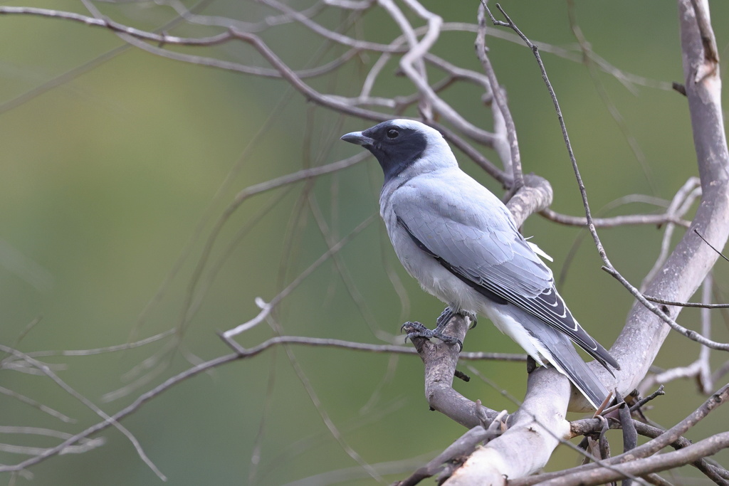 Black-faced Cuckooshrike