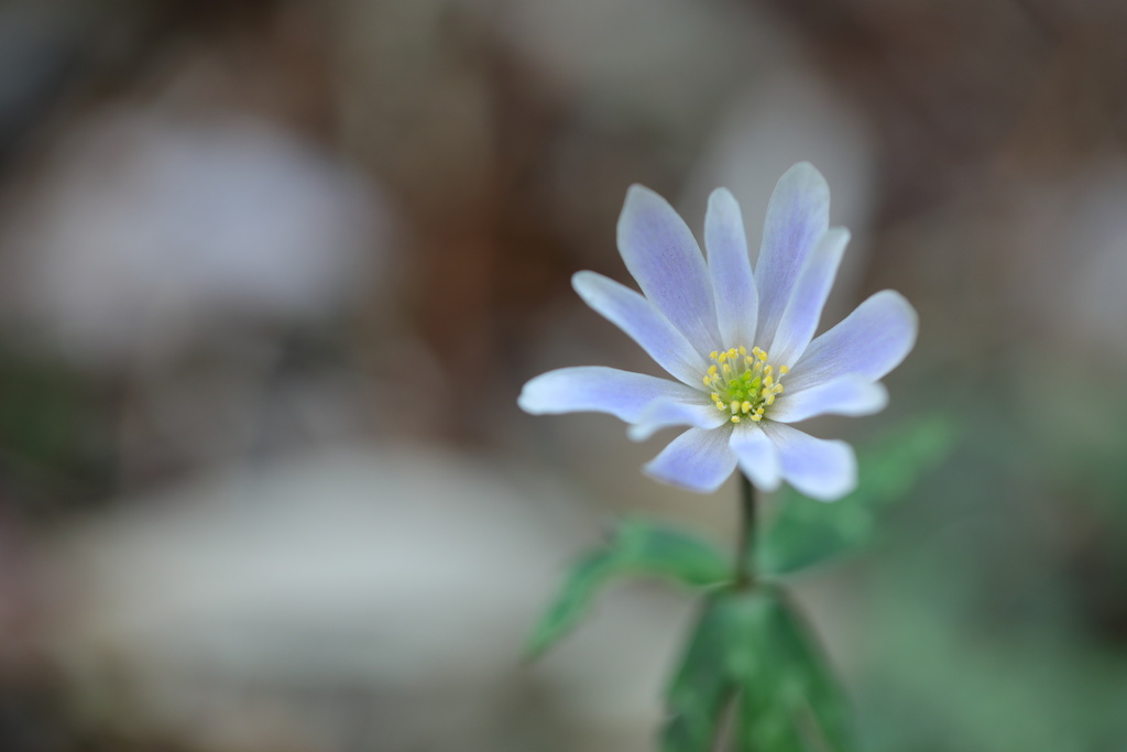雪割一華（ユキワリイチゲ）