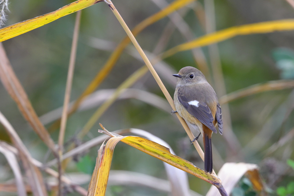 尉鶲（ジョウビタキ）♀