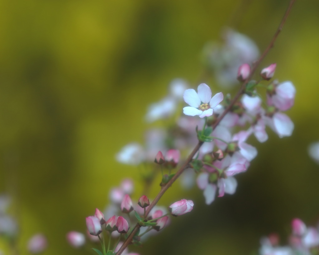 雪柳（うえまる花の丘庭園）