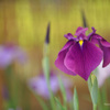 菖蒲（神代植物公園）