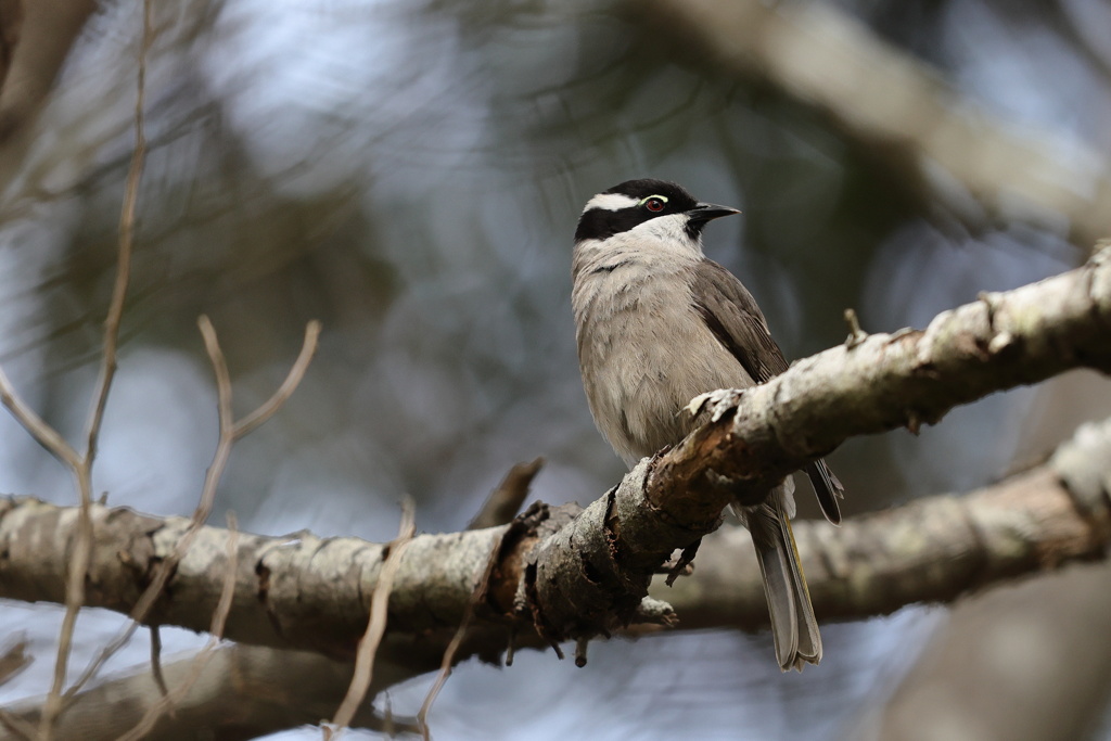 Strong-billed Honeyeater②