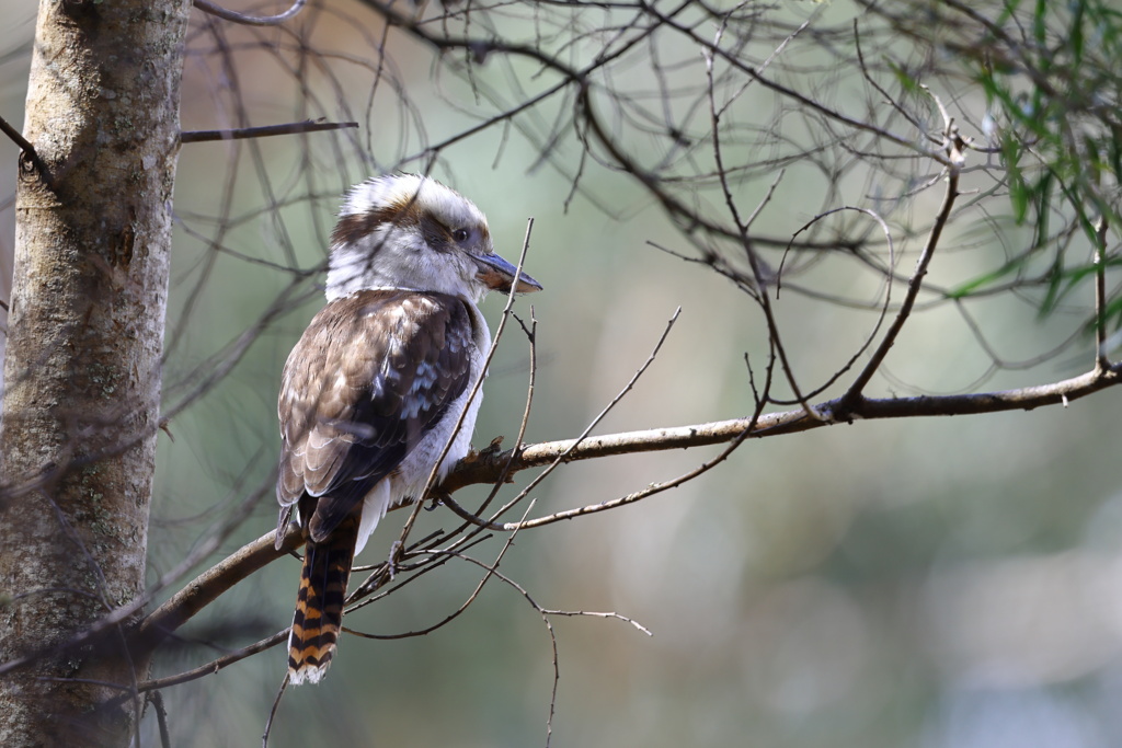 Laughing Kookaburra③