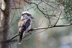 Laughing Kookaburra③