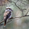 Laughing Kookaburra③