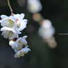 白滝枝垂（神代植物公園）