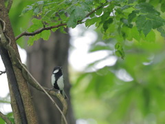 四十雀の森 II