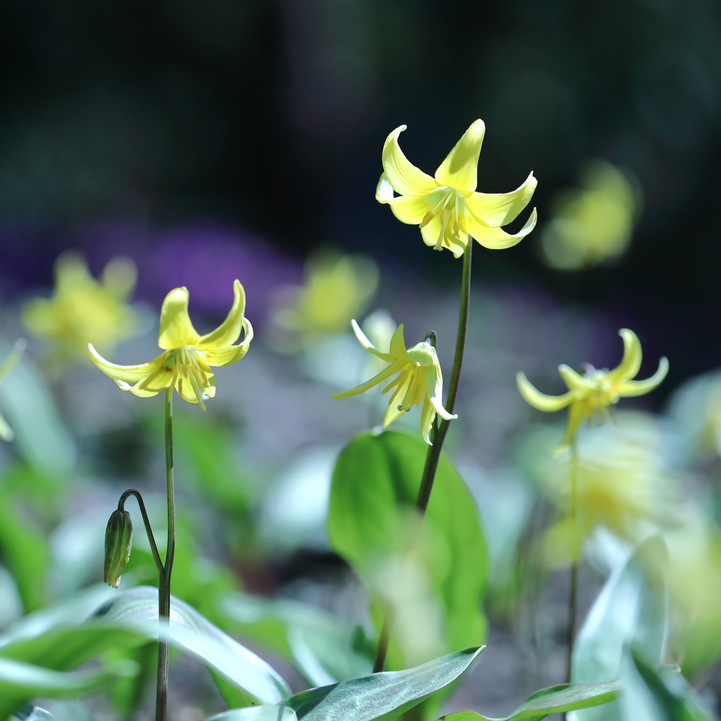 黄花片栗