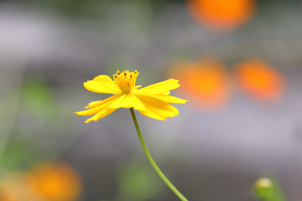 黄花秋桜 巾着田