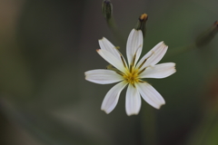 白花花苦菜 池の平湿原