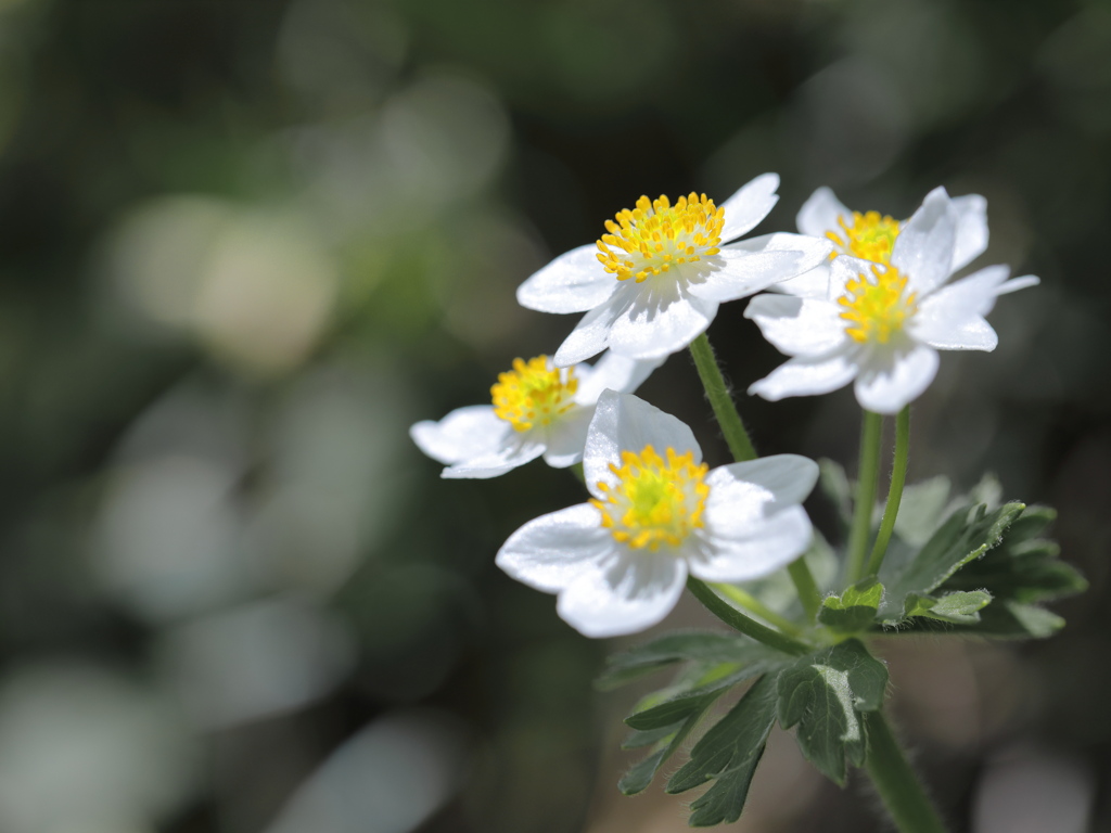 幸せを招く花