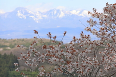 桜と那須連山 III