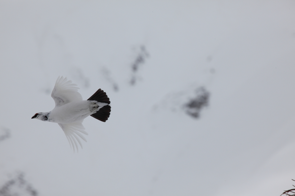 雷鳥くん　飛んでかえります！Ⅱ