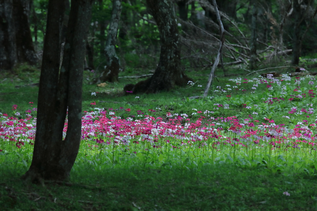 花園