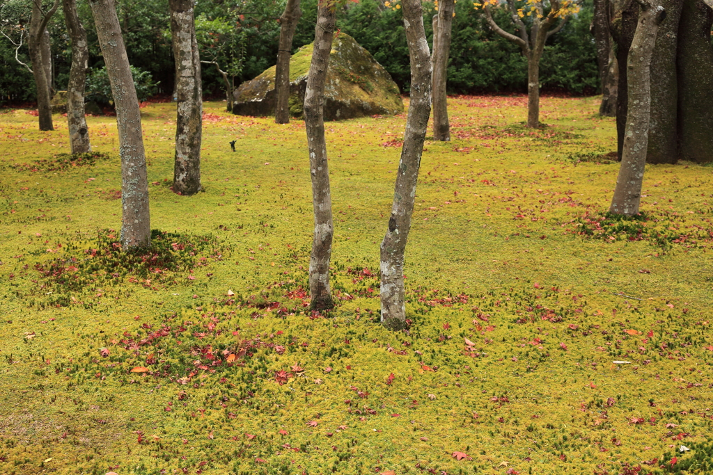 苔むす庭園 時々紅葉