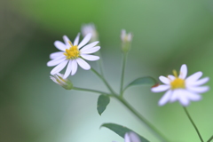 白嫁菜 小田代ヶ原