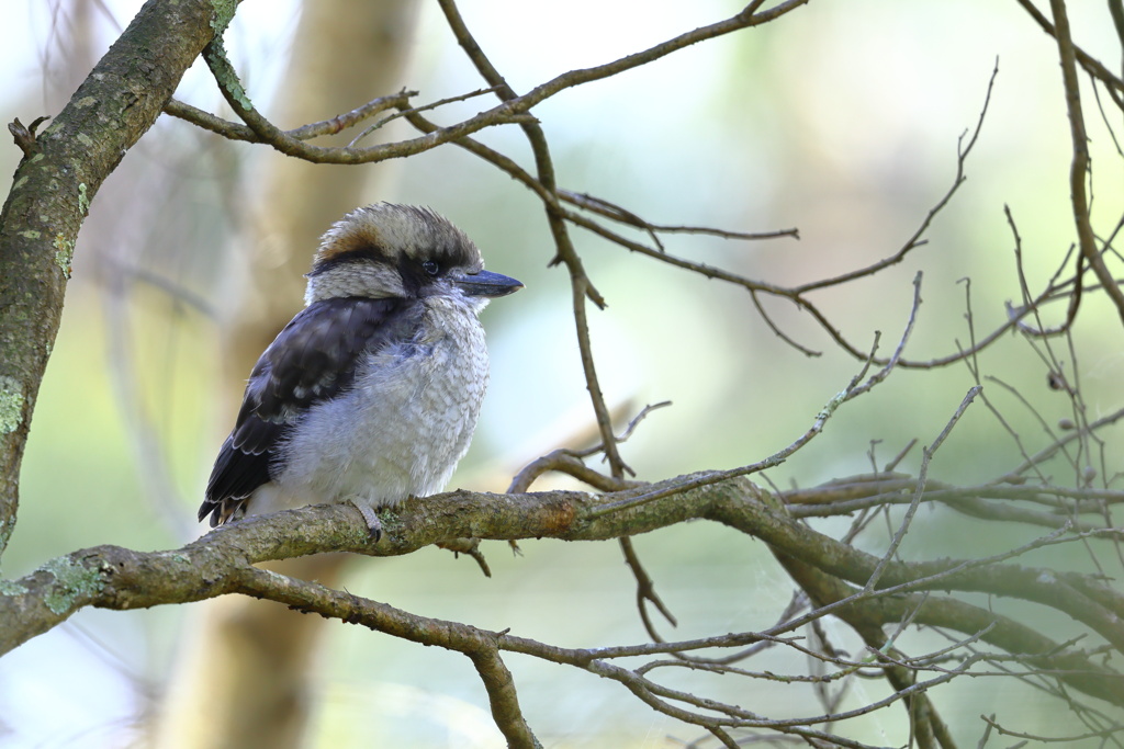 Laughing Kookaburra①