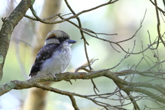 Laughing Kookaburra①