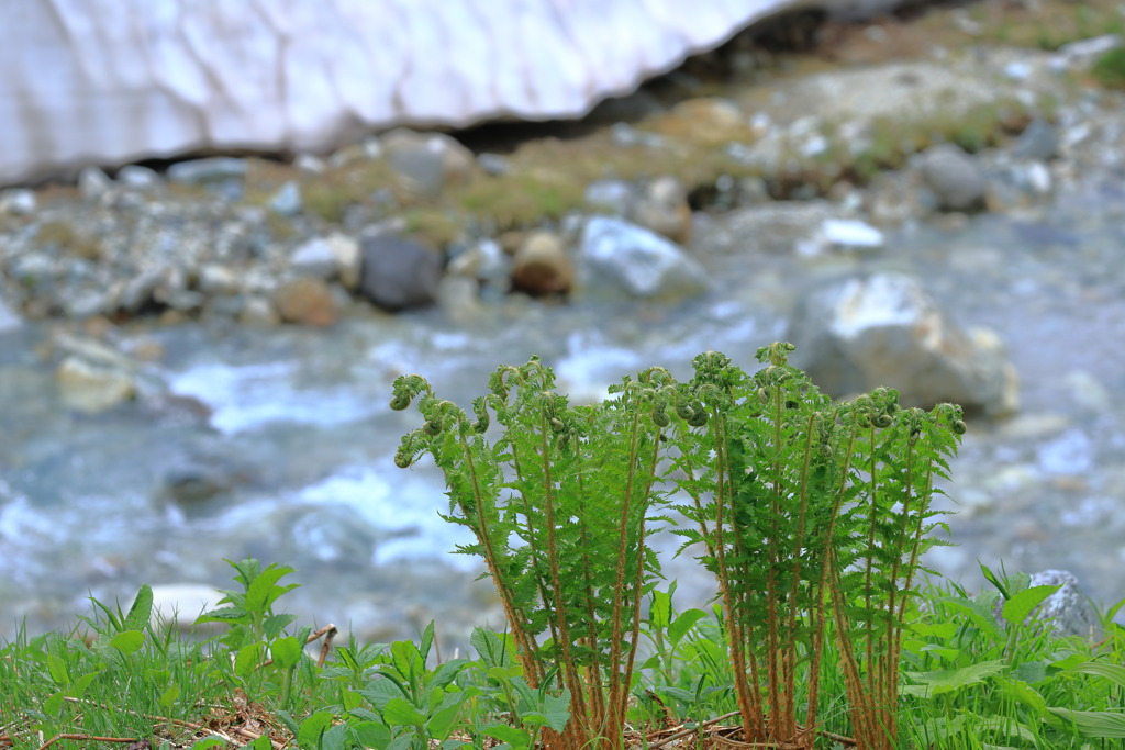 山鳥薇（雷鳥沢）