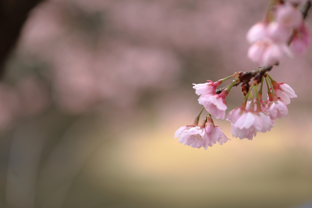 河津さくら