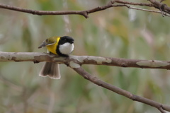 Australian Golden Whistler③
