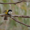 Australian Golden Whistler③