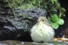 ふわふわ