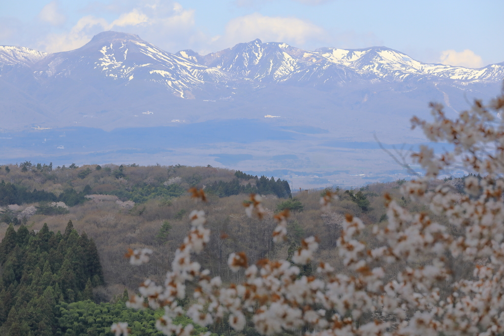 桜と那須連山 II