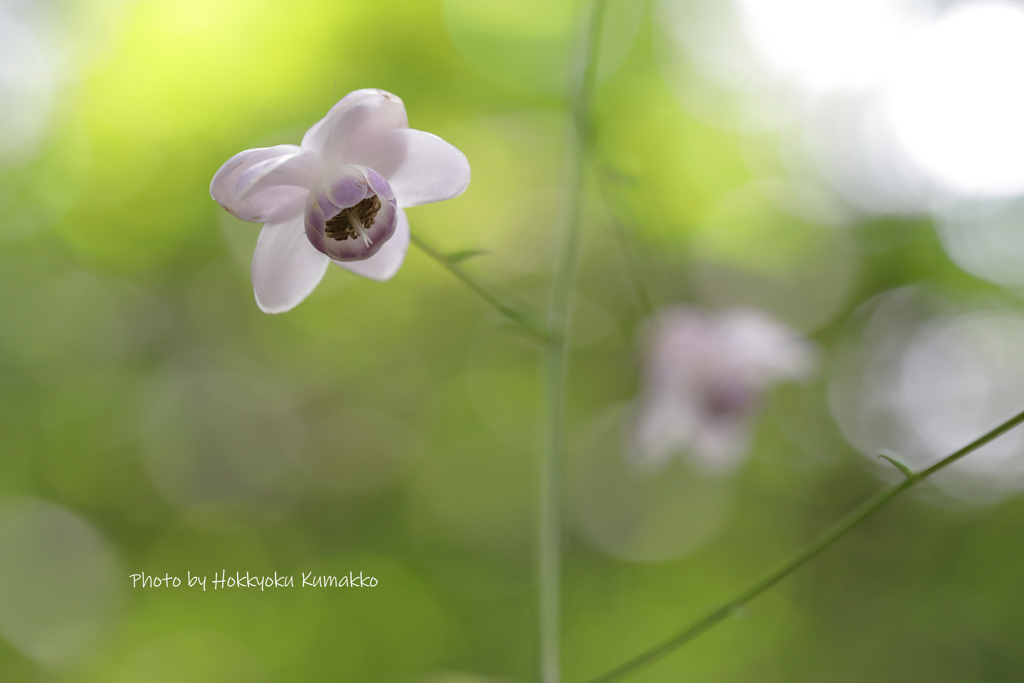 蓮華升麻（赤城自然園）