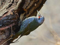 緑啄木鳥