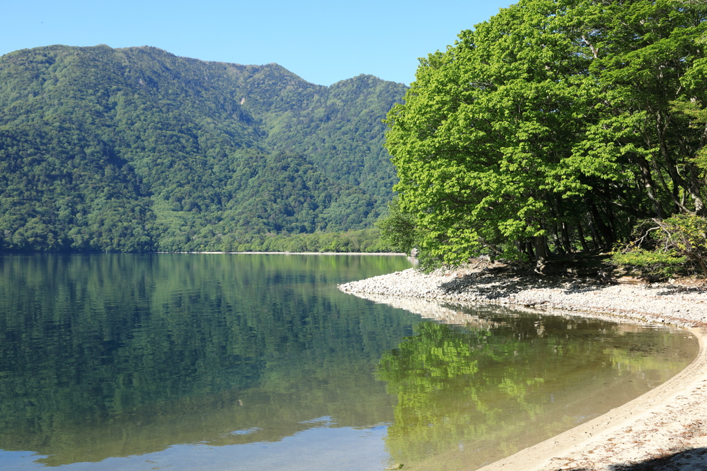 新緑湖映