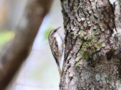木走（キバシリ）