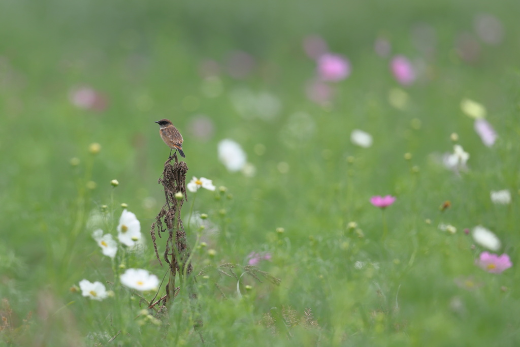 秋桜と野鶲（ノビタキ）